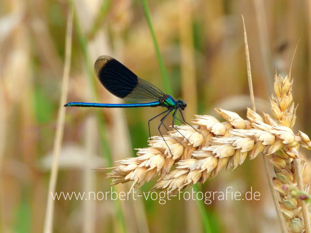 Gebänderte Prachtlibelle