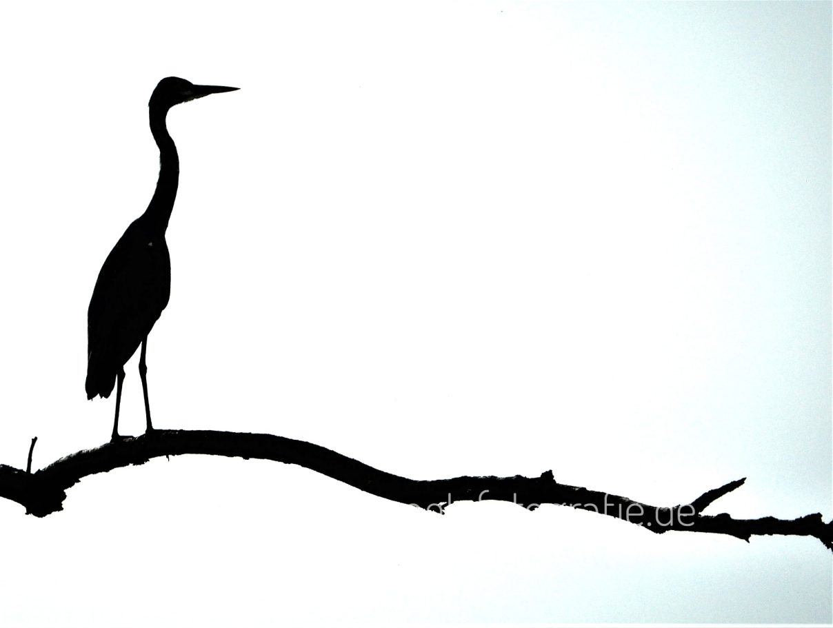 Graureiher ( Silhouette )