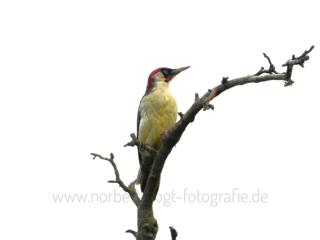 Grünspecht