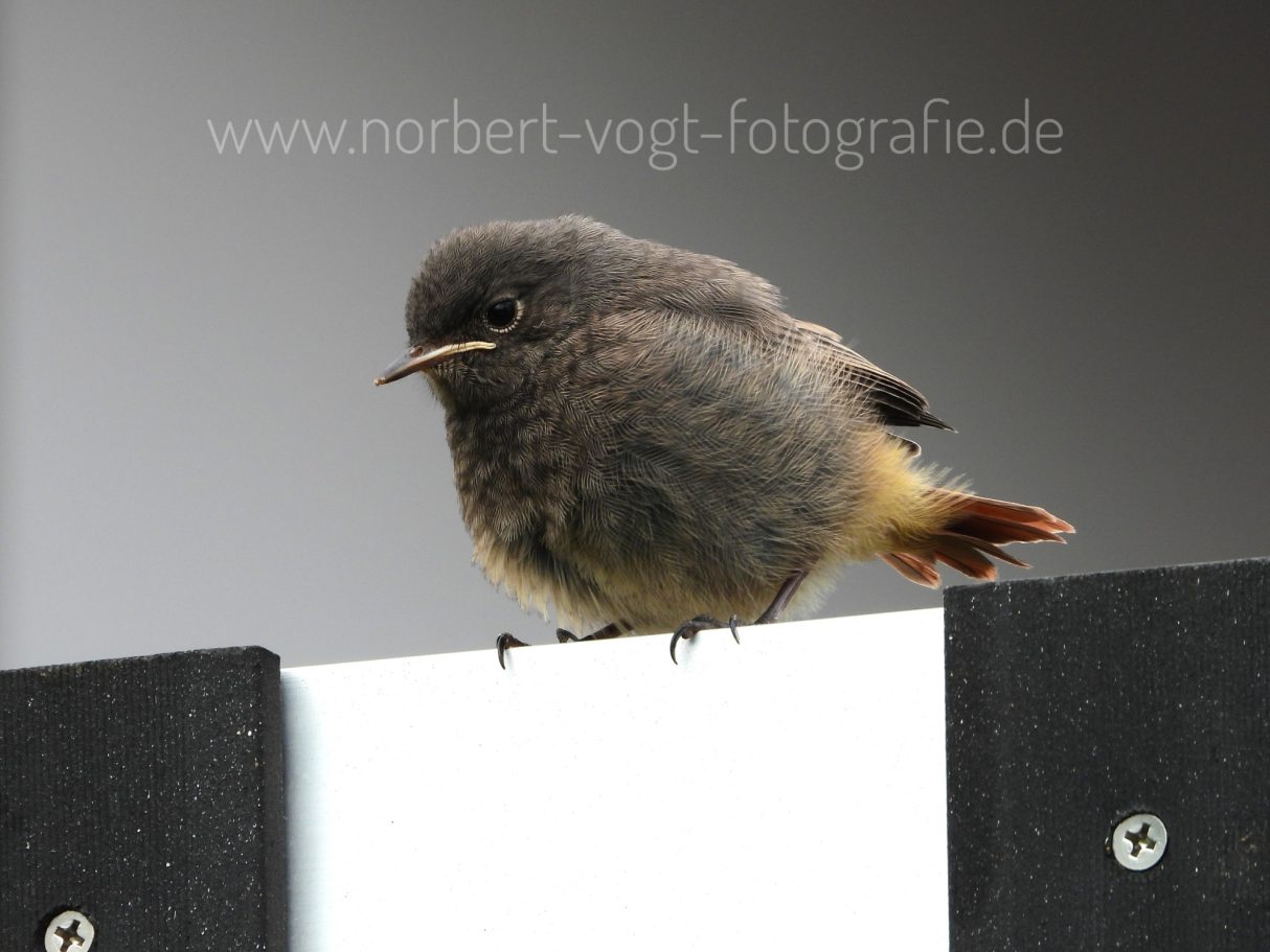 Junger Hausrotschwanz