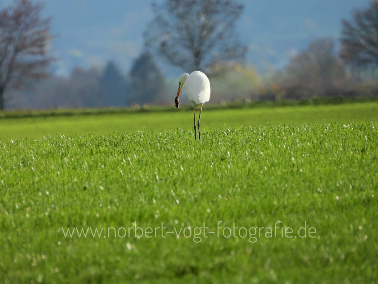 Silberreiher mit Beute