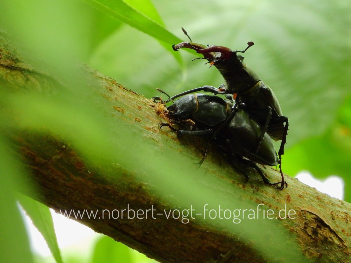 Hirschkäfer bei der Paarung