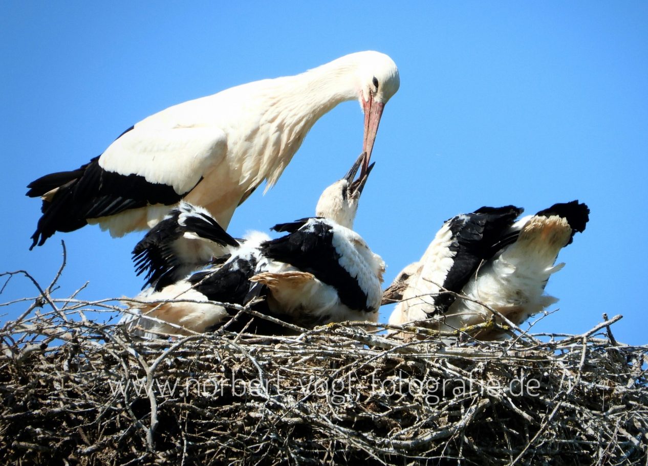 Weißstorch mit Jungen