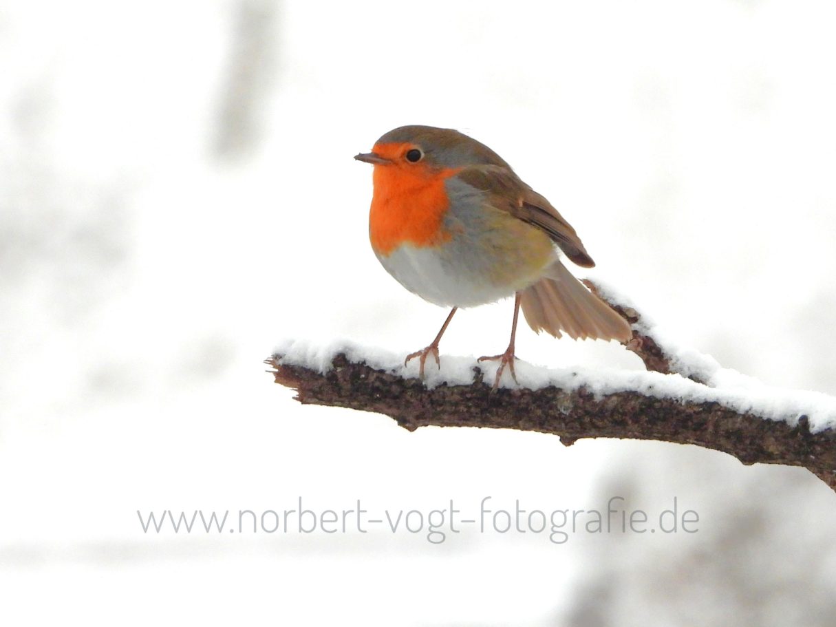 Winterrot