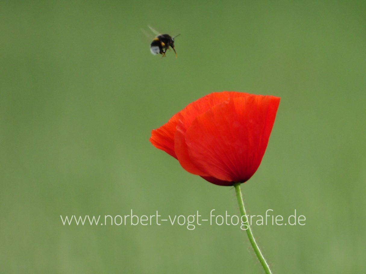 Hummel im Anflug