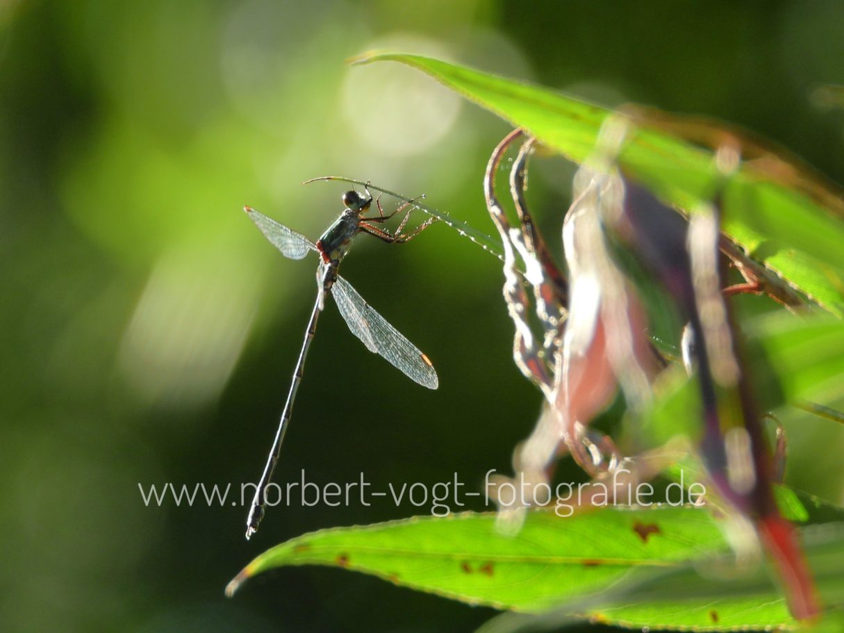 Teichjungfer Libelle