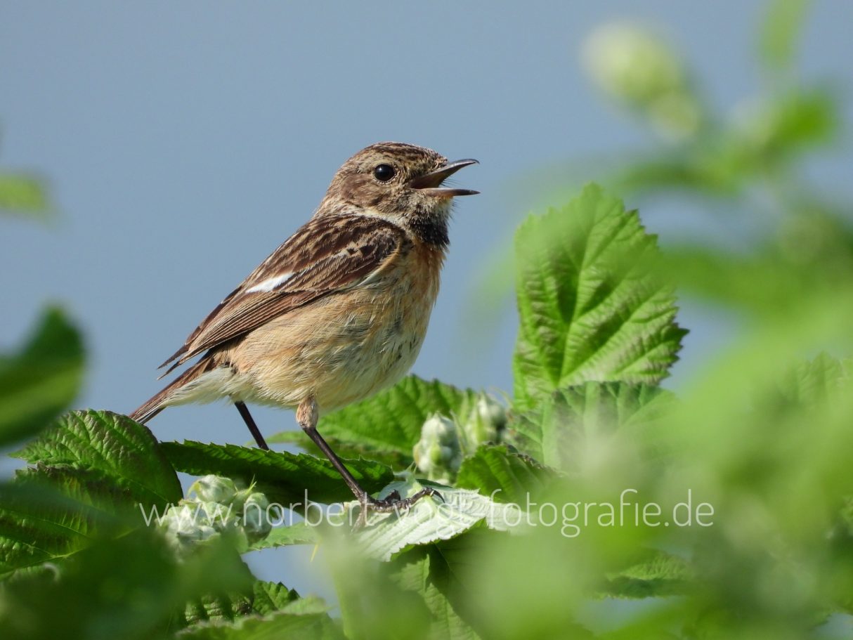 Weibliches Schwarzkehlchen