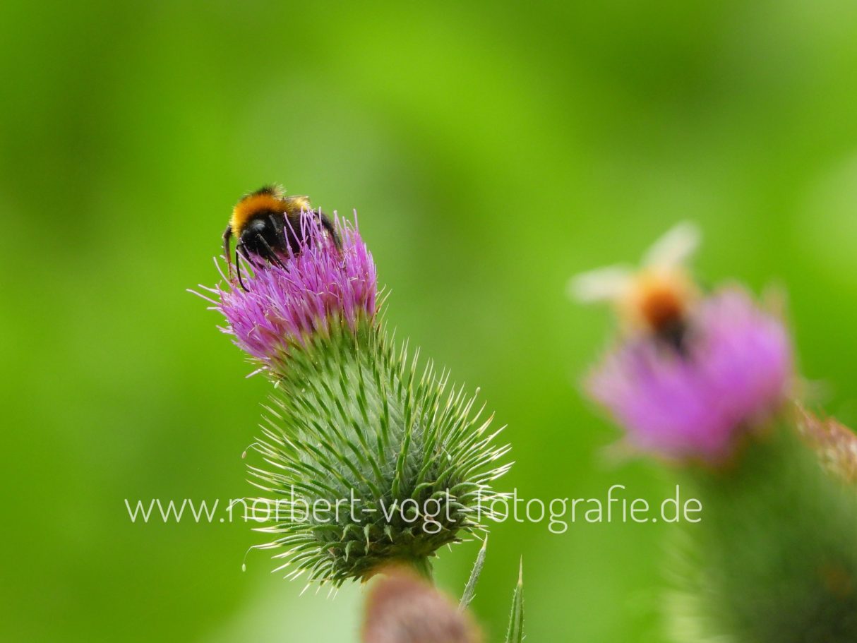 Hummel