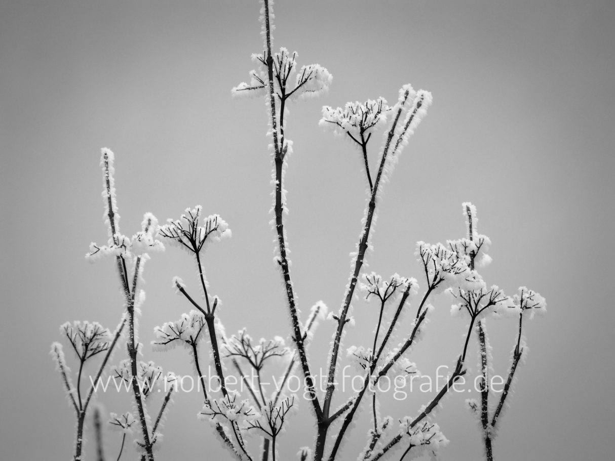 Eisblume