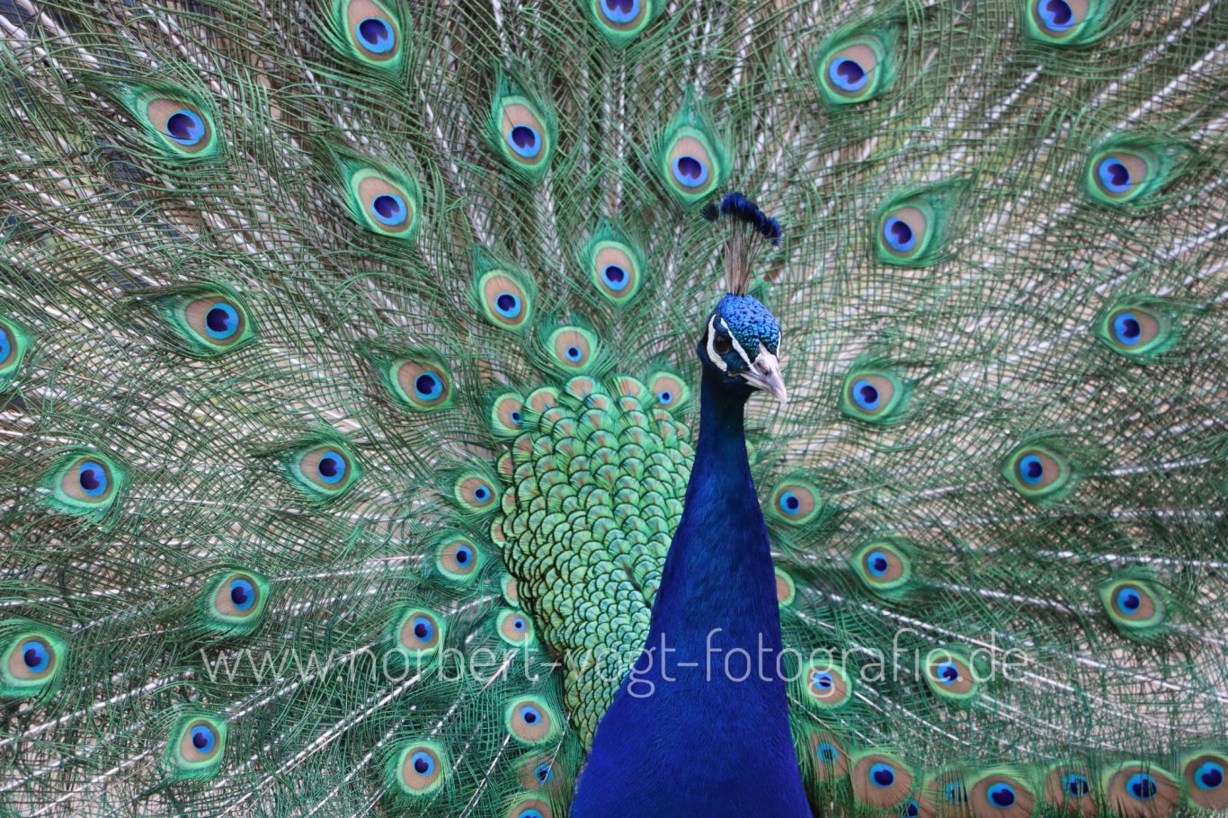 Pfau