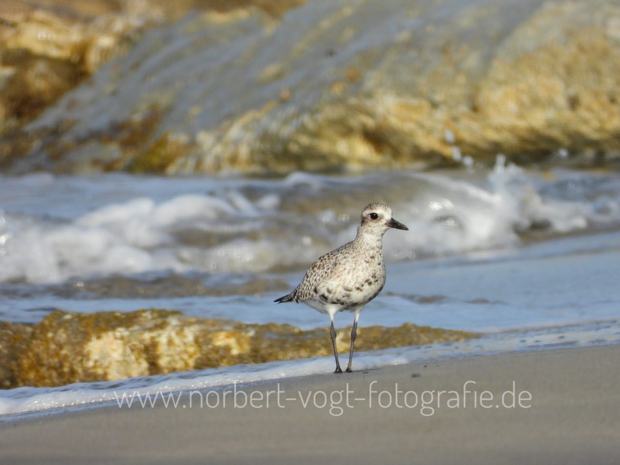 Kiebitzregenpfeifer am Meer