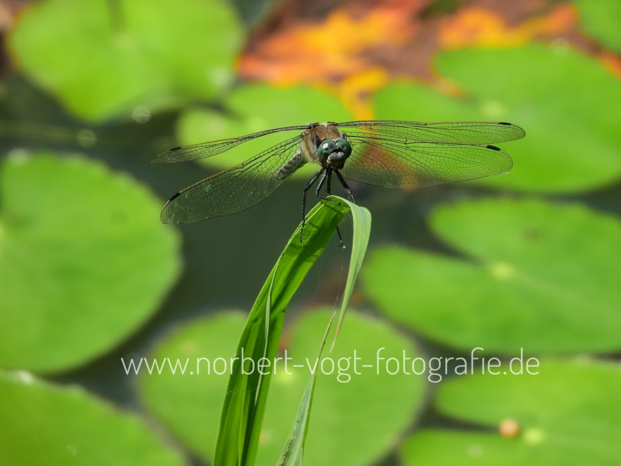 Großer Blaupfeil Libelle