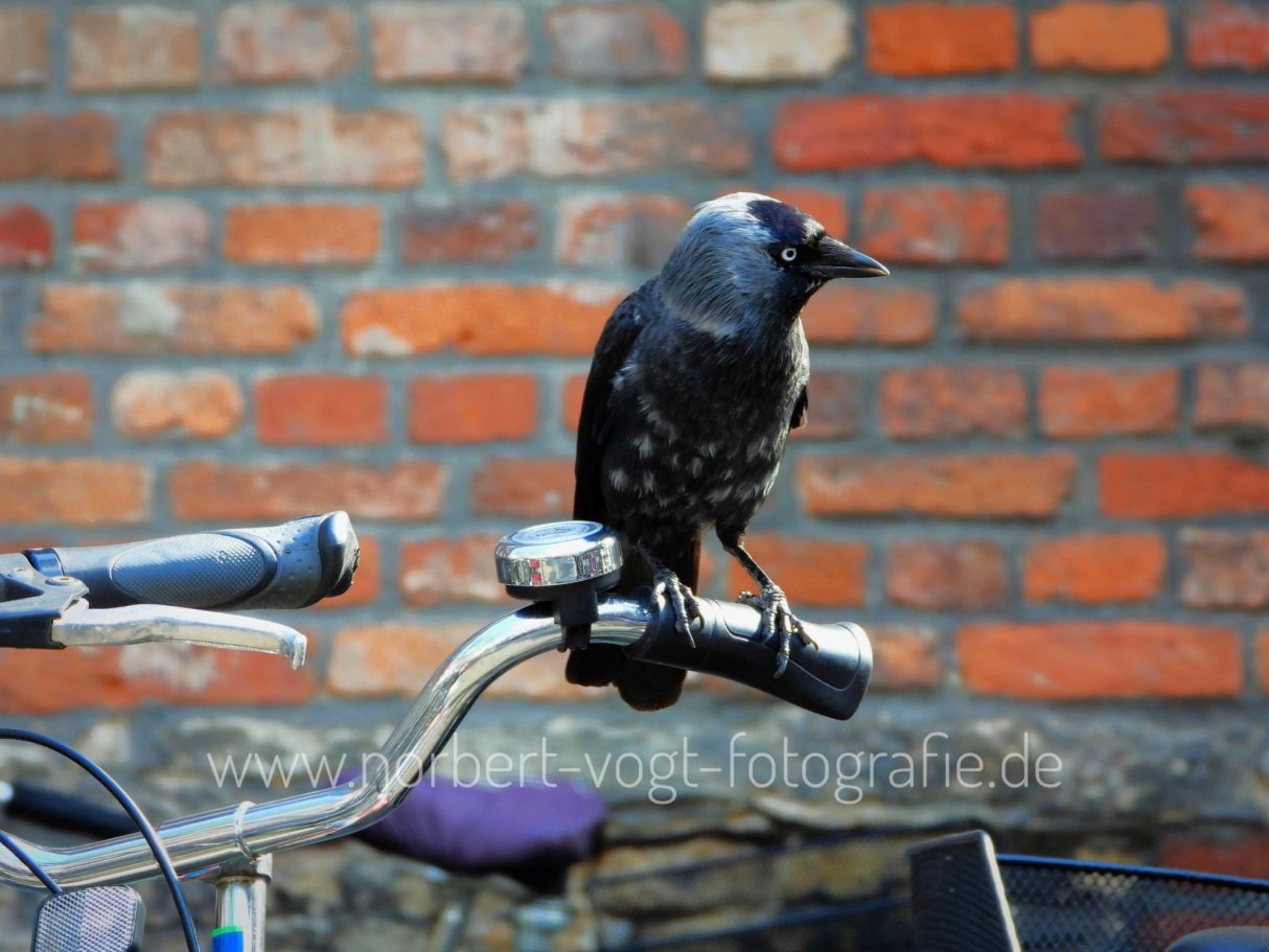 Parkwächter