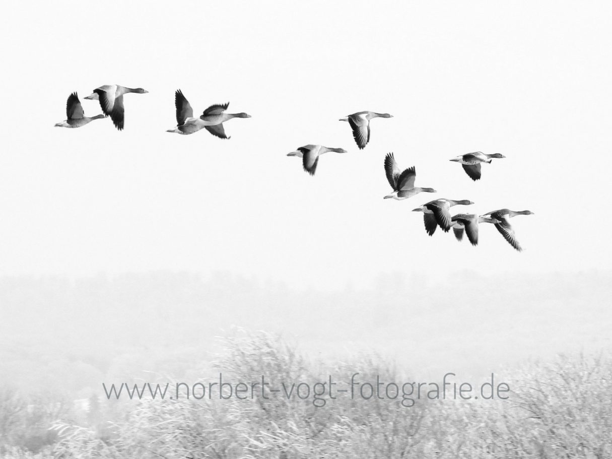 fliegende Graugänse im Winter