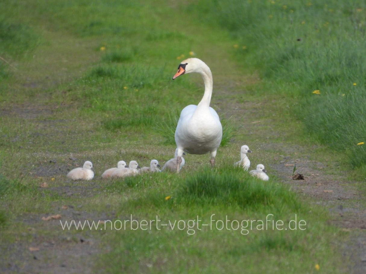 Höckerschwan mit Küken