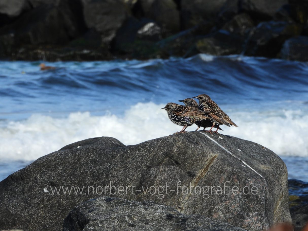 Stare am Meer