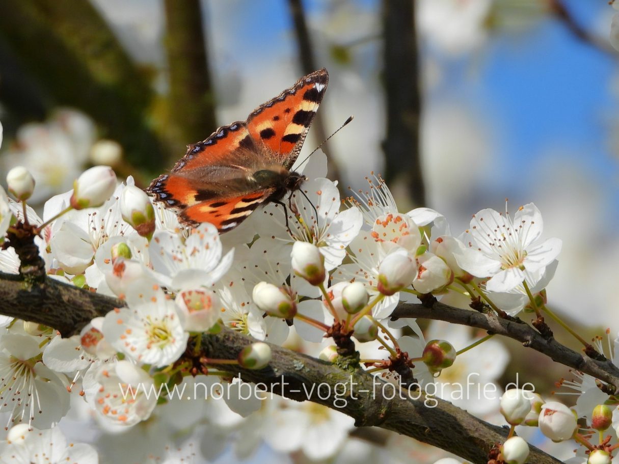 Kleiner Fuchs Schmetterling