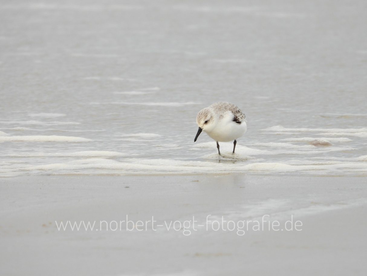 Sanderling am Strand