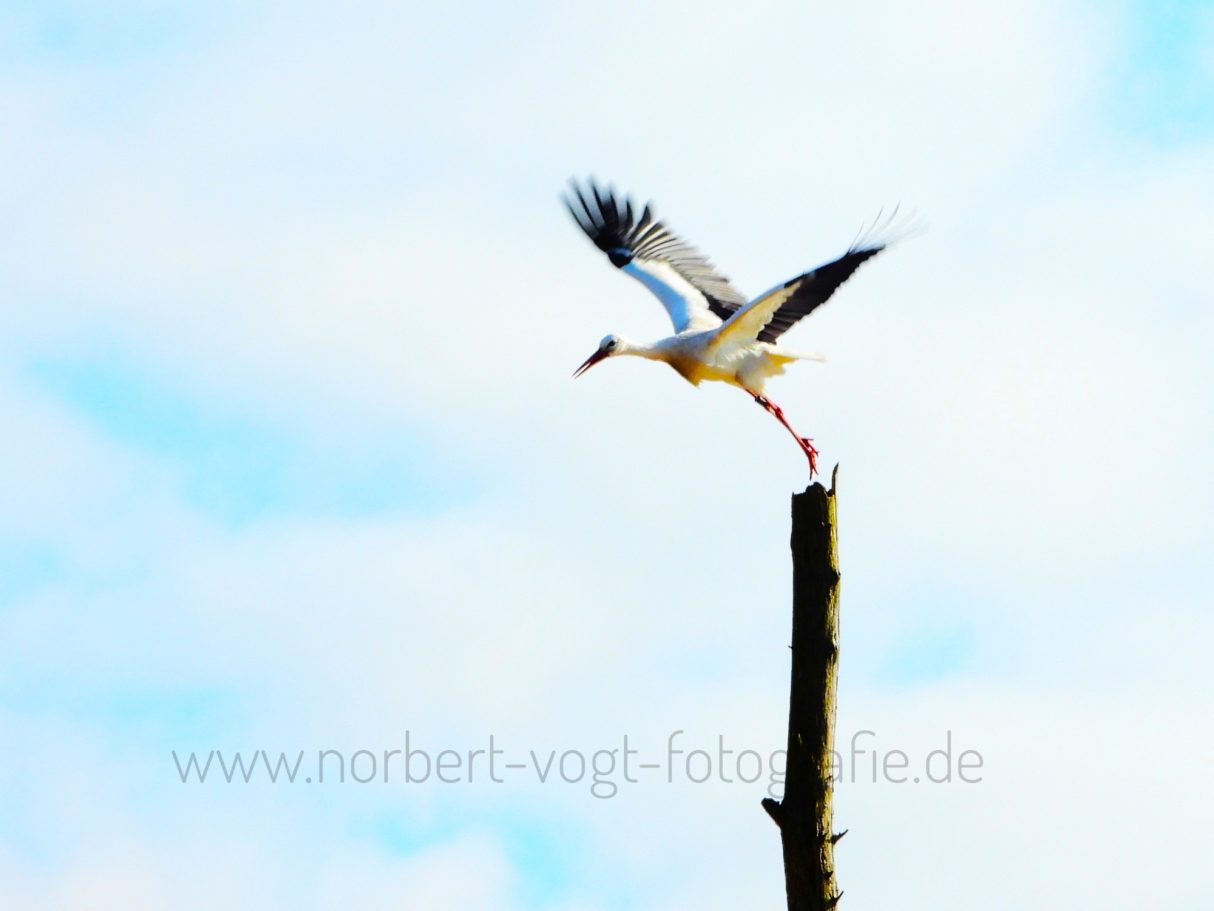 Absprung