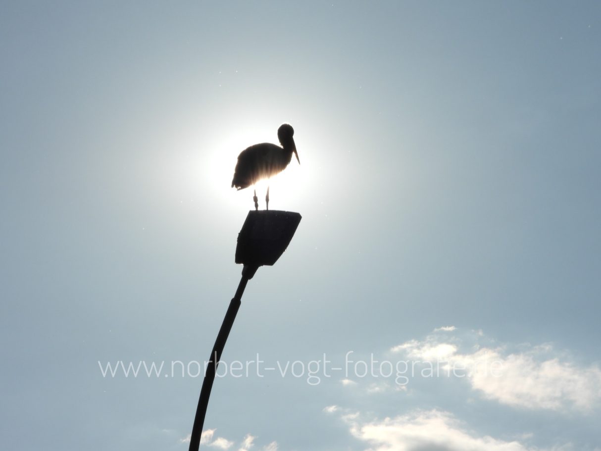 Weißstorch auf der Laterne