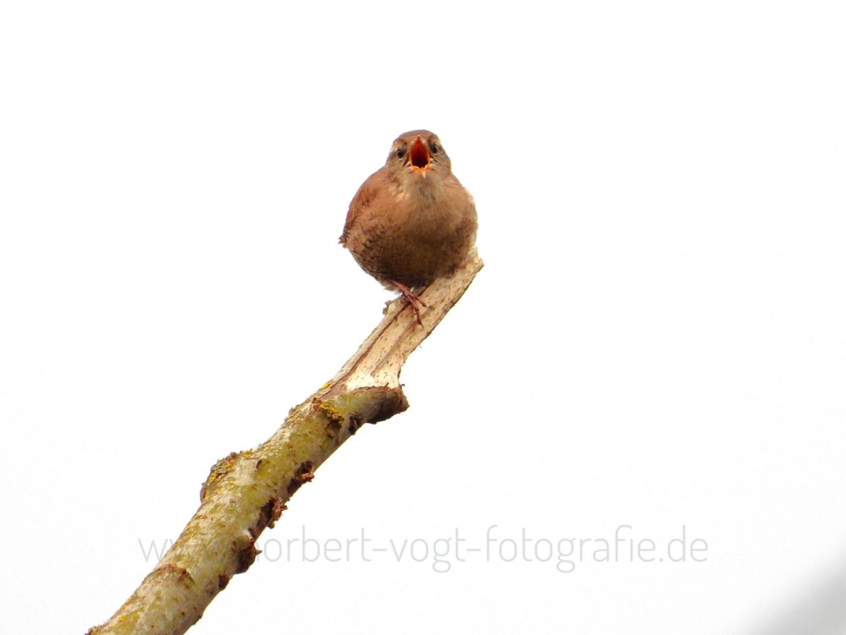 Zaunkönig