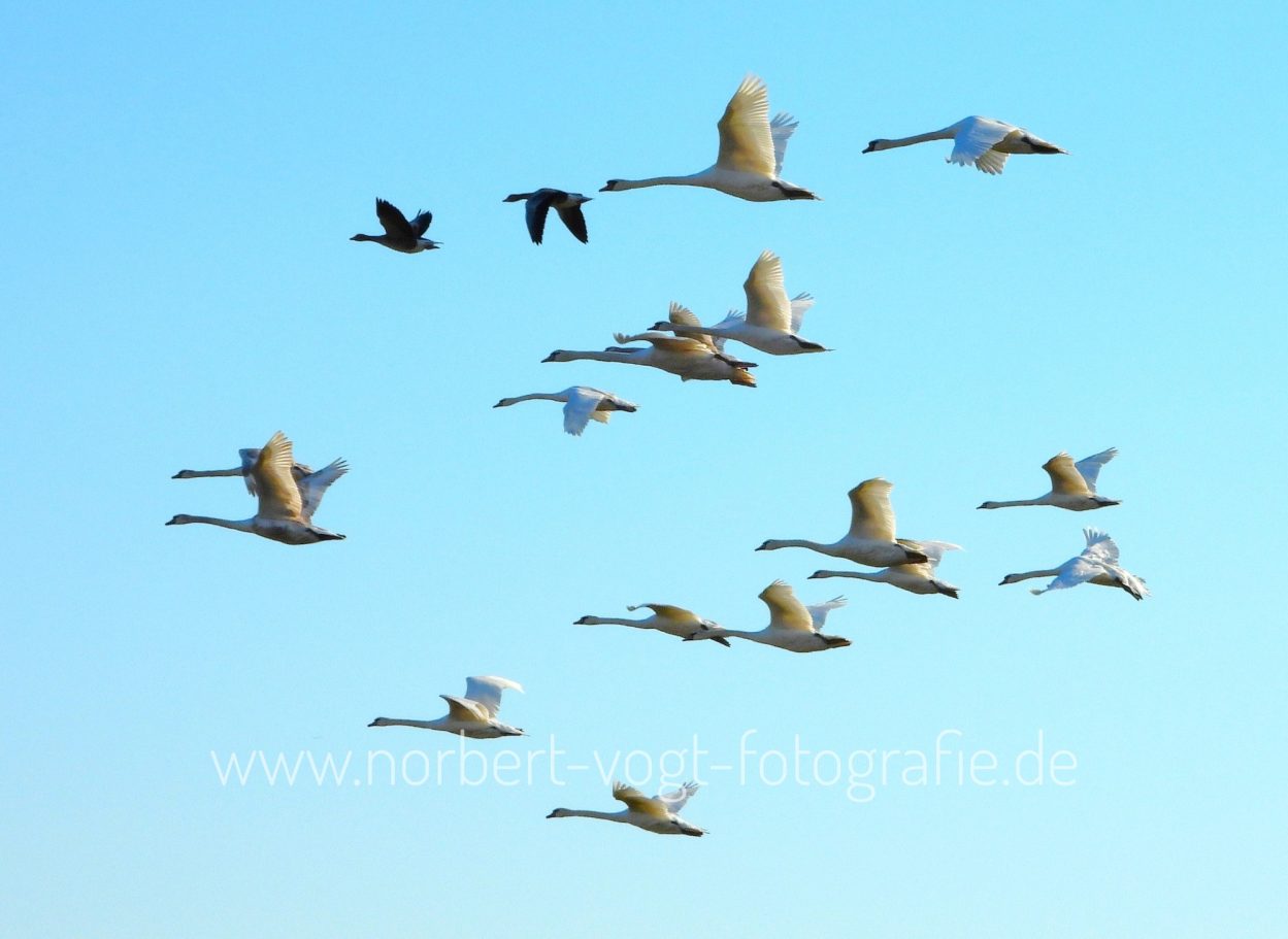 fliegende Höckerschwäne