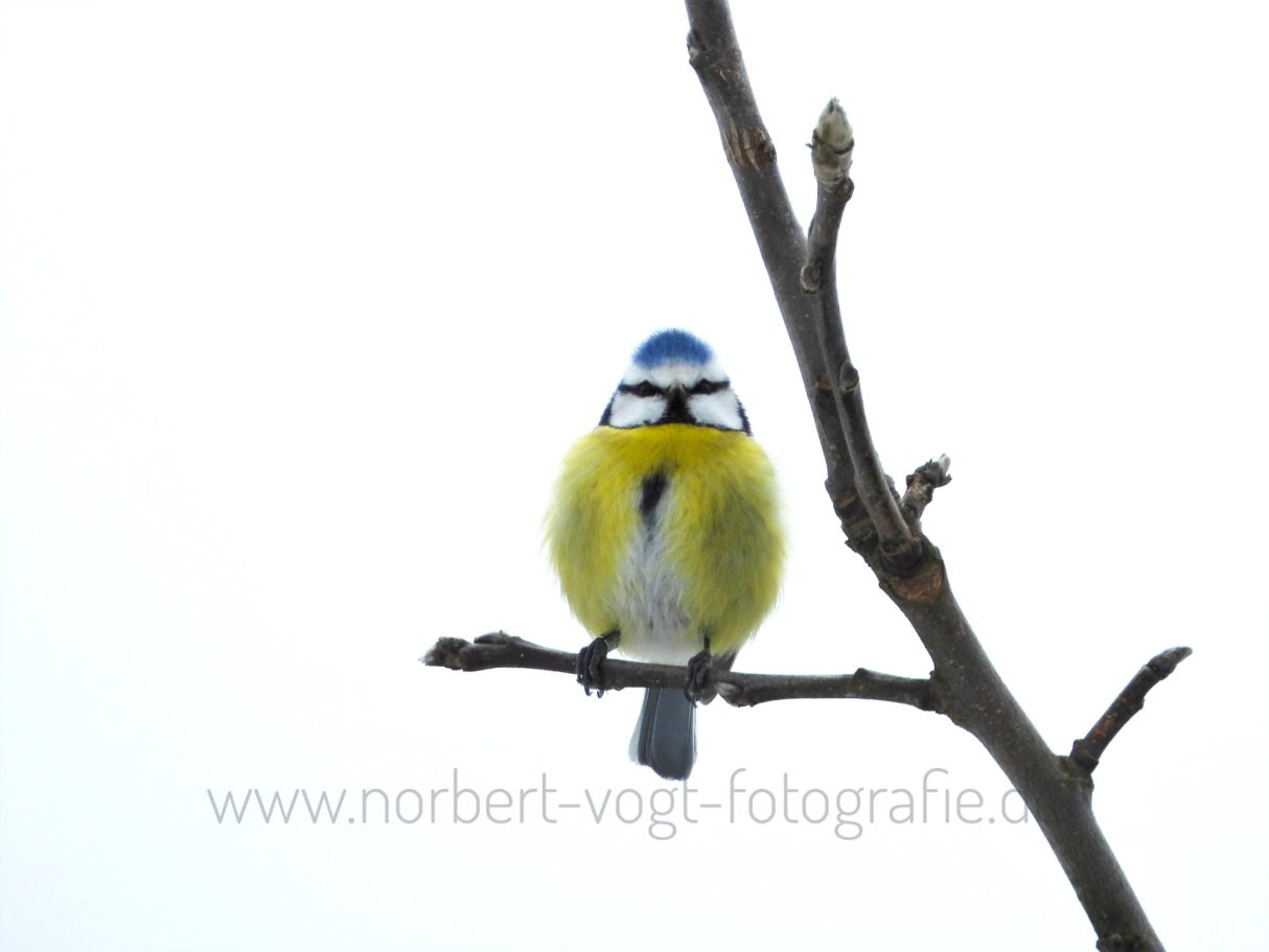 Wintervogel