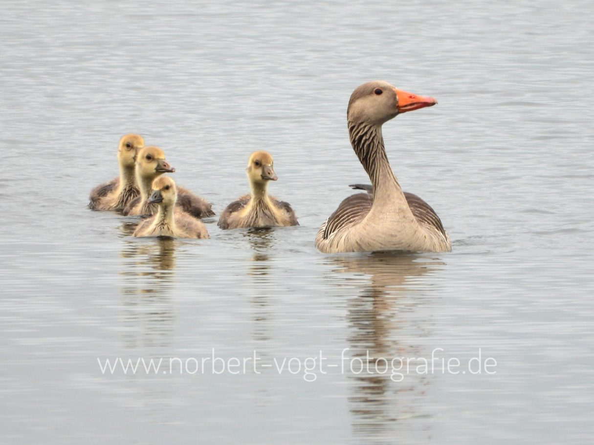 Graugans mit Küken
