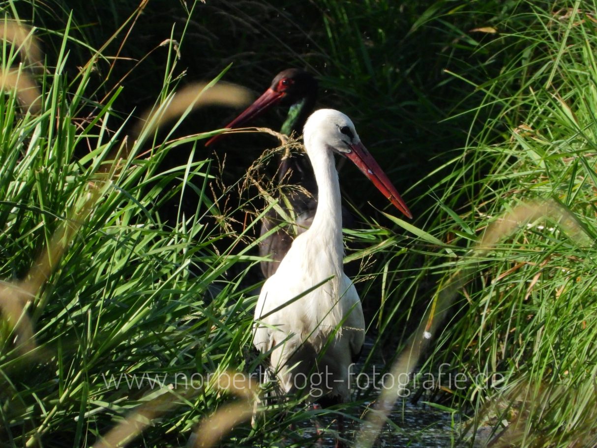 Black and White - Schwarz- und Weißstorch
